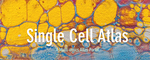 Single cell atlas